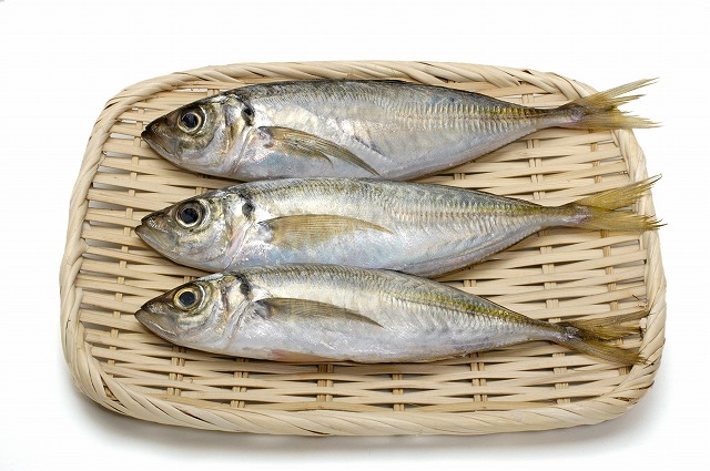 mackerel